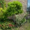 Live Gardenia Tree