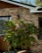 Live Stag Horn Hanging Planter