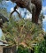 Live Stag Horn Hanging Planter