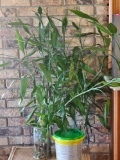 Live Planter with Contents