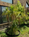 Live Ponytail Palm Tree