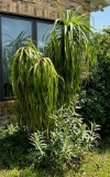 Live Ponytail Palm Tree