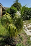 Live Ponytail Palm Tree