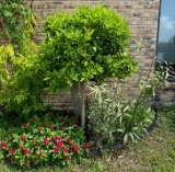 Live Gardenia Tree