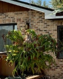 Live Stag Horn Hanging Planter