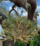 Live Stag Horn Hanging Planter