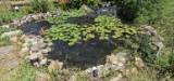 Complete Koi Pond with over (23) Koi Fish and Over (50) Gold Fish
