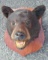 Bear Head Taxidemy - Ready for Mounting