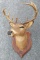 Large Deer Head Taxidemy