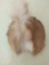 Rear and Tail of Deer Mount