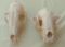 Skull - One Full and one Partial Skull