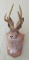 Rabbit Head Mount -???