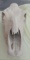 Large Half Skull
