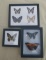 Lime Butterfly, Sunset  Moth and other in Displays