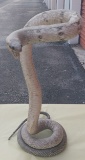 Full Size Snake - ready to strike
