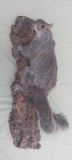 Full Size Squirrel on Tree