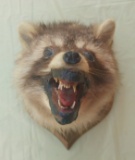 Raccoon Head Mount
