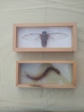 Brown Cicada and Centipede in Display Cases