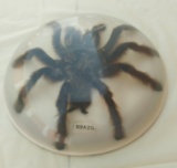 Tranchilla Spider - Full size in Resin