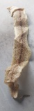 Rattle Snake Skin with Rattle