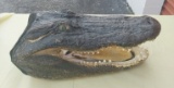 Alligator Head - ready to bite
