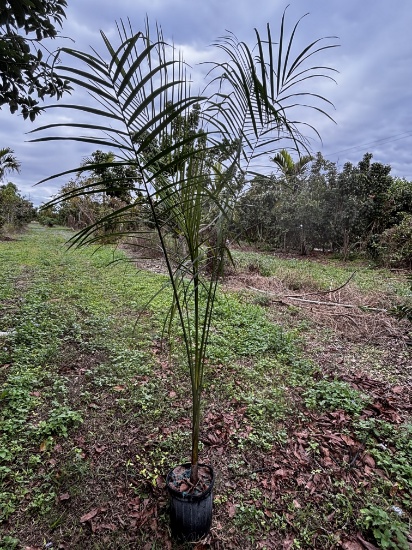 Juvenile Potted Royal Palm â€“ Thriving & Healthy