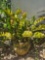 Live Planter