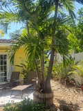 Live Palm Trees