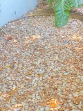 700 square feet of single layer River Rock On north side of Quadplex