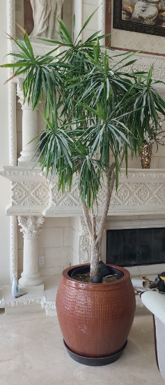 31 in Ceramic Pot with approx 12 ft Tree