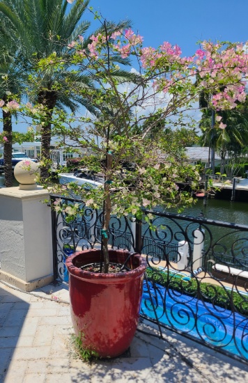 Large Ceramic Pot with Live tree
