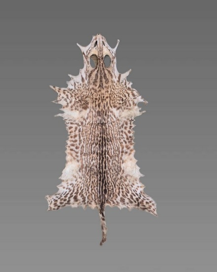 Vintage Taxidermy Feline Skin