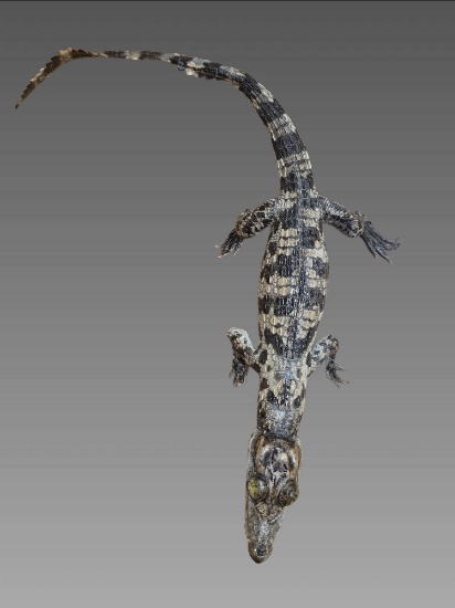 Taxidermy Crocodile