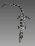 Taxidermy Crocodile