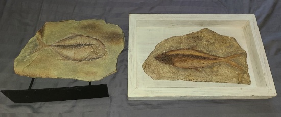 Pre- Historic Fish Specimens