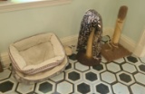 Cat beds, bowl and more