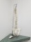Medical Human Spine Display