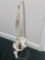 Medical Human Spine Display