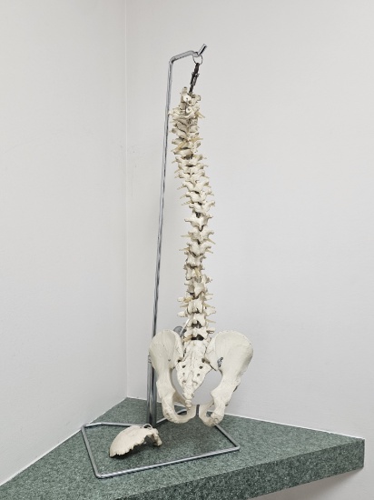 Medical Office Human Spine Display with Stand