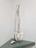 Medical Human Spine Display