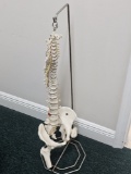 Medical Human Spine Display
