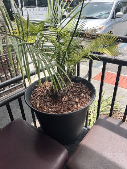 Potted Plant 20 in round by 17 in