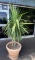 Small palm tree in pot
