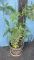 Plant in bucket