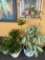 Outdoor plants