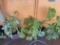 Outdoor Plants in pots