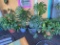 Outdoor plants in pots