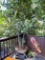 Outdoor tree in planter