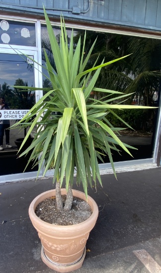 Small palm tree in pot