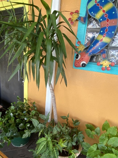 Outdoor trees and planters
